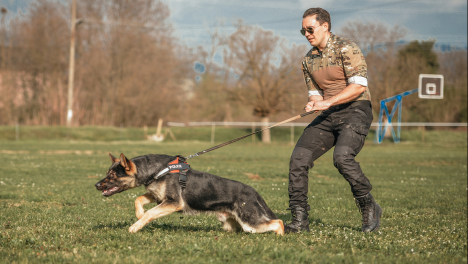 جرائم الاحتيال والجرائم المالية